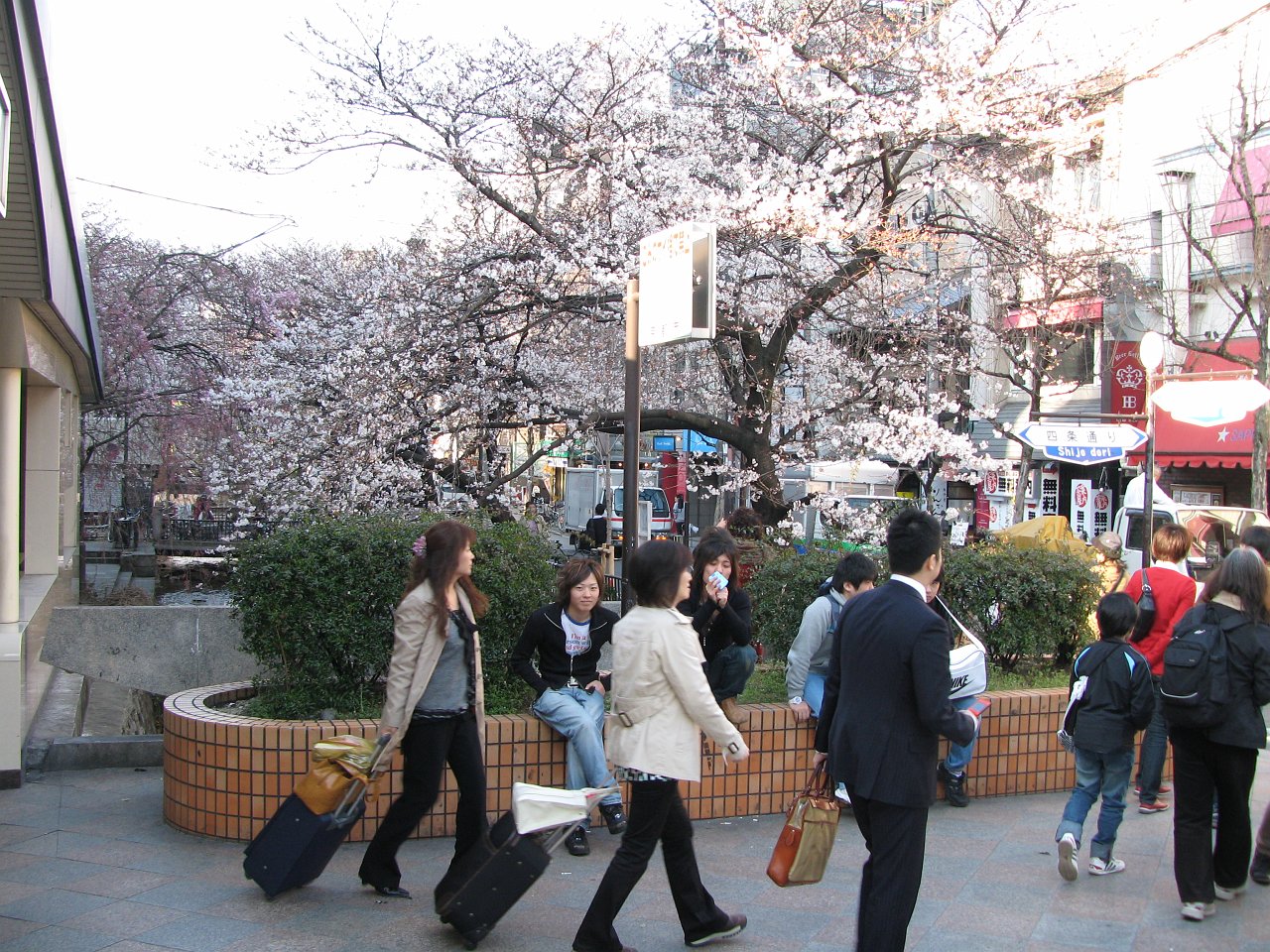 chillin in the sakura on kiyamachi street.JPG